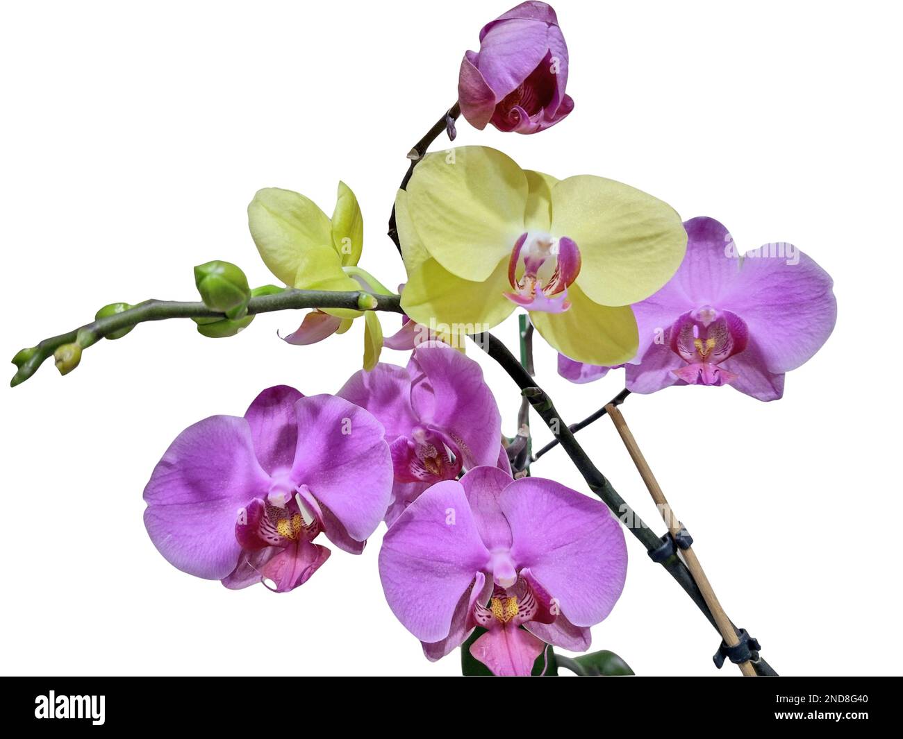 pink and yellow orchids isolated on white Stock Photo