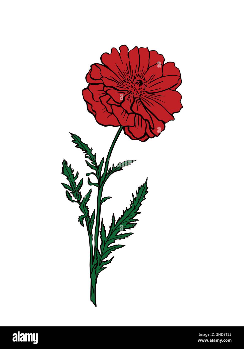 Terry red poppy isolated on white background. Vector illustration ...