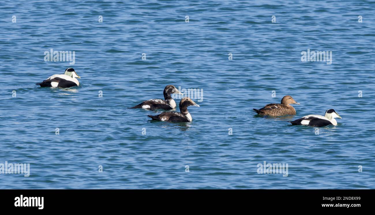 Adult female common eider with male common eiders (Somateria mollissima) and two juveniles in first winter plumage swimming along the North Sea coast Stock Photo