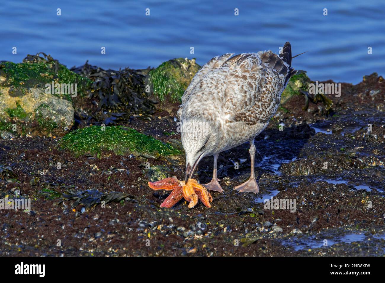 European herring gull (Larus argentatus) juvenile in first winter