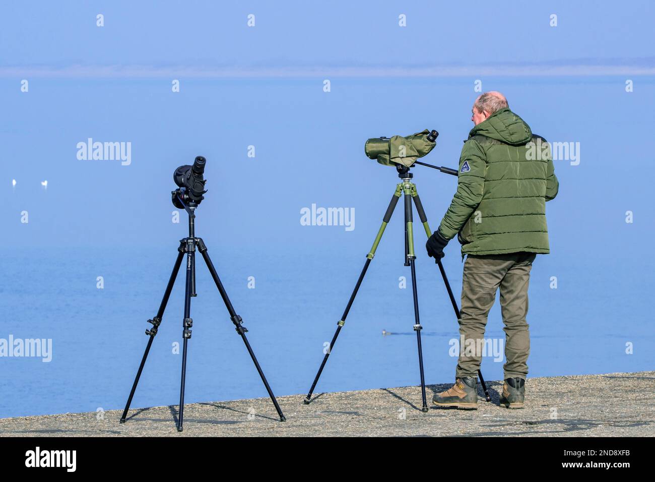 Birdwatcher / birder with telescope watching seabirds along the North Sea coast in winter Stock Photo