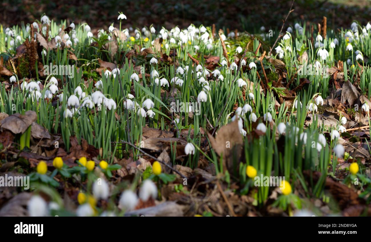 yellow flowers of winter aconites, erenthis hyemalis and white snowdrops, galanthus nivalis naturalised in a UK woodland garden February Stock Photo