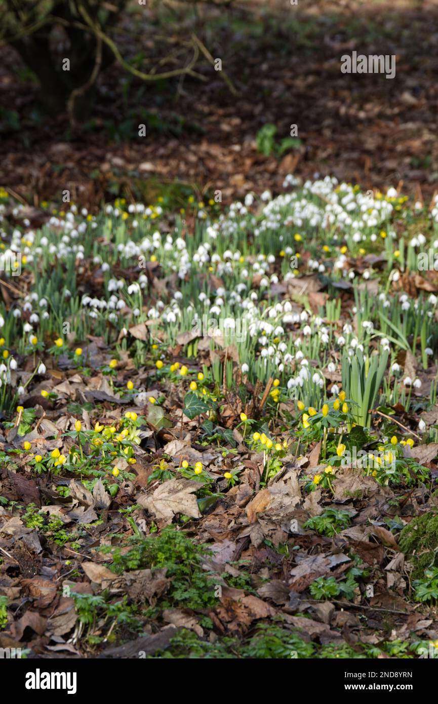 yellow flowers of winter aconites, erenthis hyemalis and white snowdrops, galanthus nivalis naturalised in a UK woodland garden February Stock Photo
