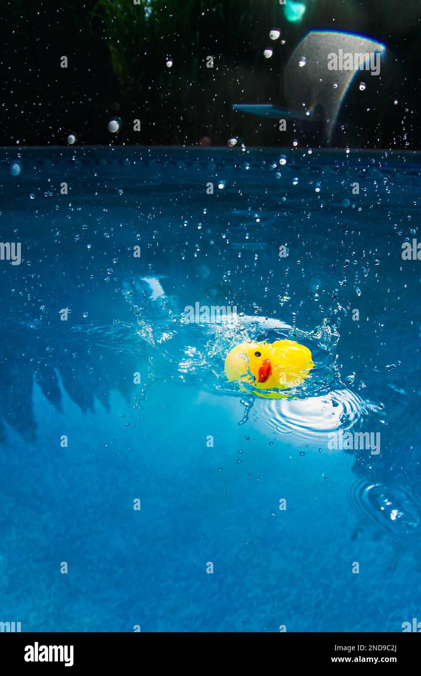 Yellow rubber duck plunging into swimming pool water Stock Photo