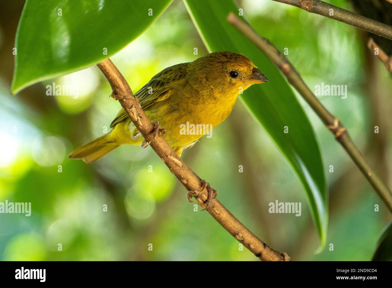 Atlantic Canary, a small Brazilian wild bird. The yellow canary