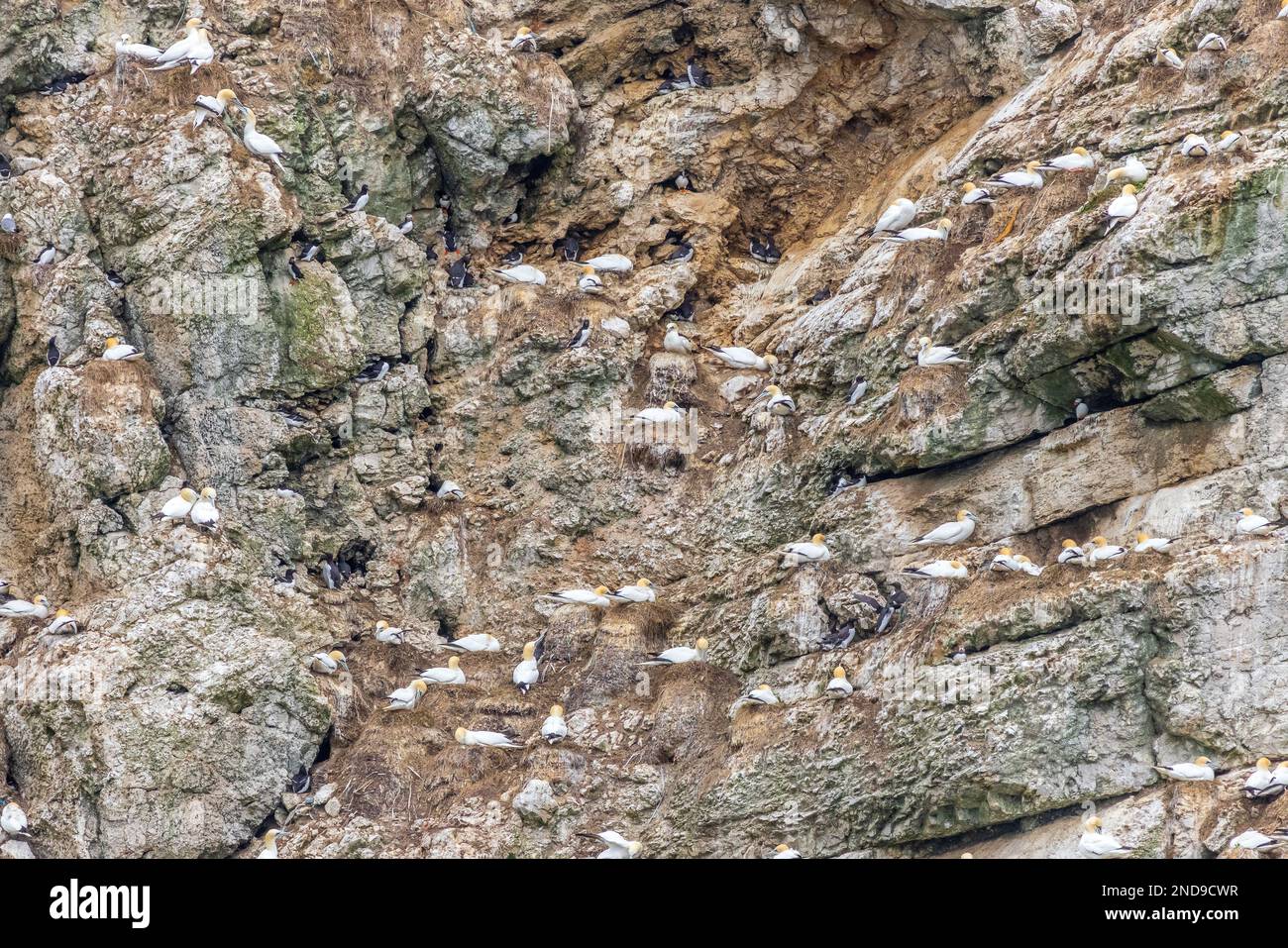Seabird colony near bempton cliffs  on the Yorkshire coast Stock Photo