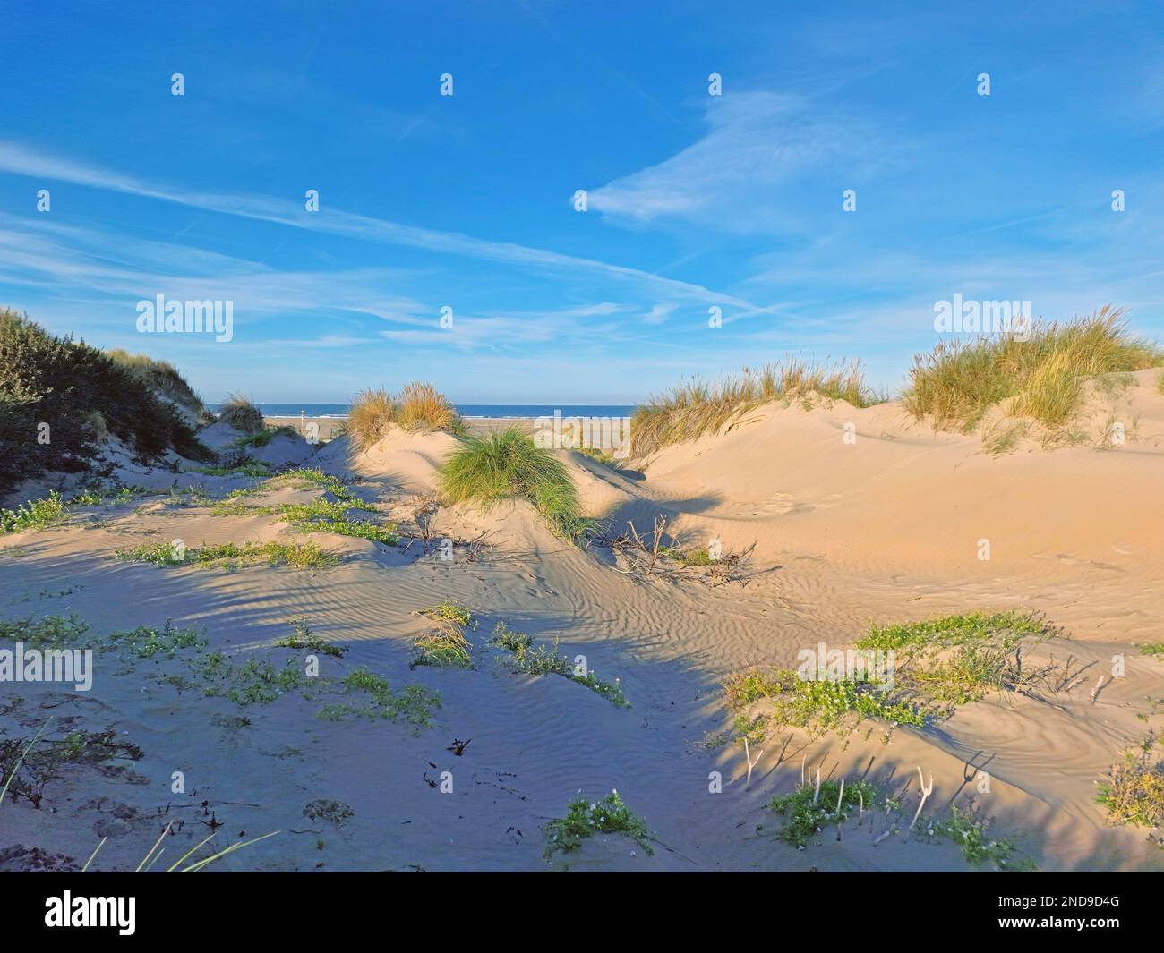 Dune landscape with valleys and shifting sands in the spring with fresh green plants and dune grasses against blue sky with clouds veil Stock Photo