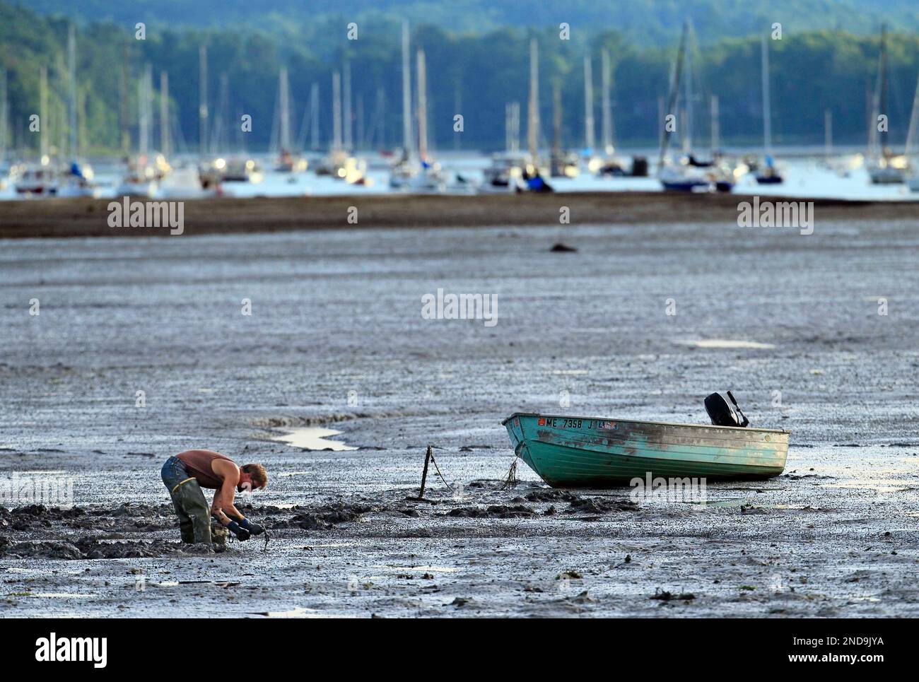 In this Aug. 12, 2010 photo, a clam digger works on a mud flat at low
