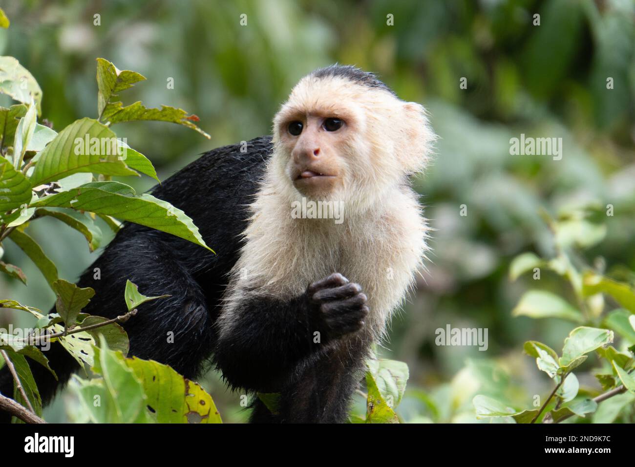 white -throated or white-faced Capuchin monkey in a Costa Rican ...