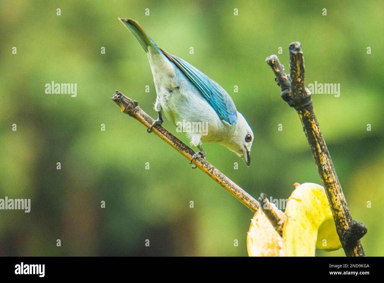 blue-gray tanager, a tropical bird in Costa Rica Stock Photo