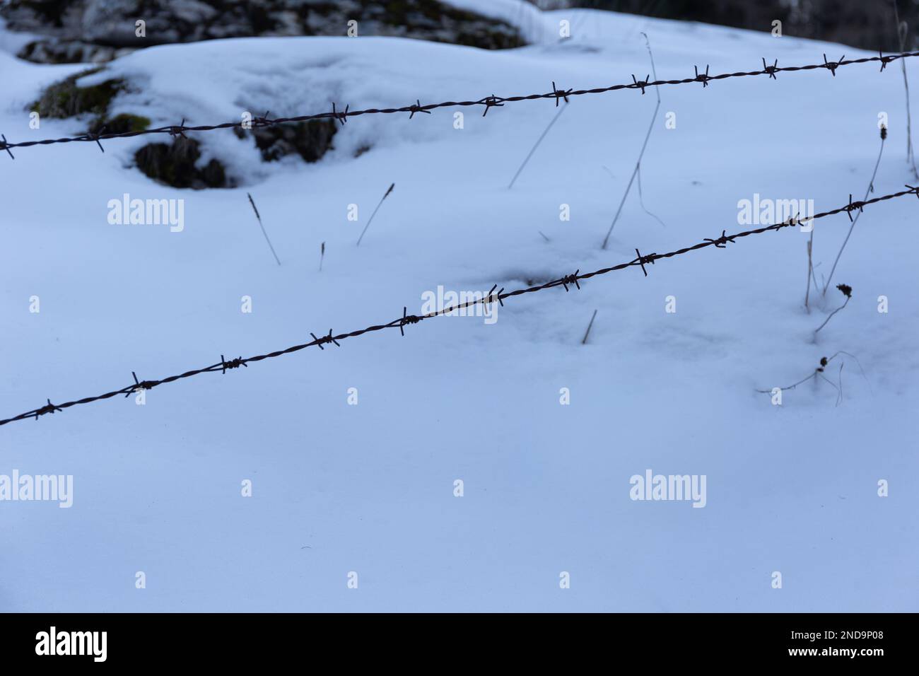 Contemplating Winter: The Beauty of Barbed Wire Against the Snow Stock Photo