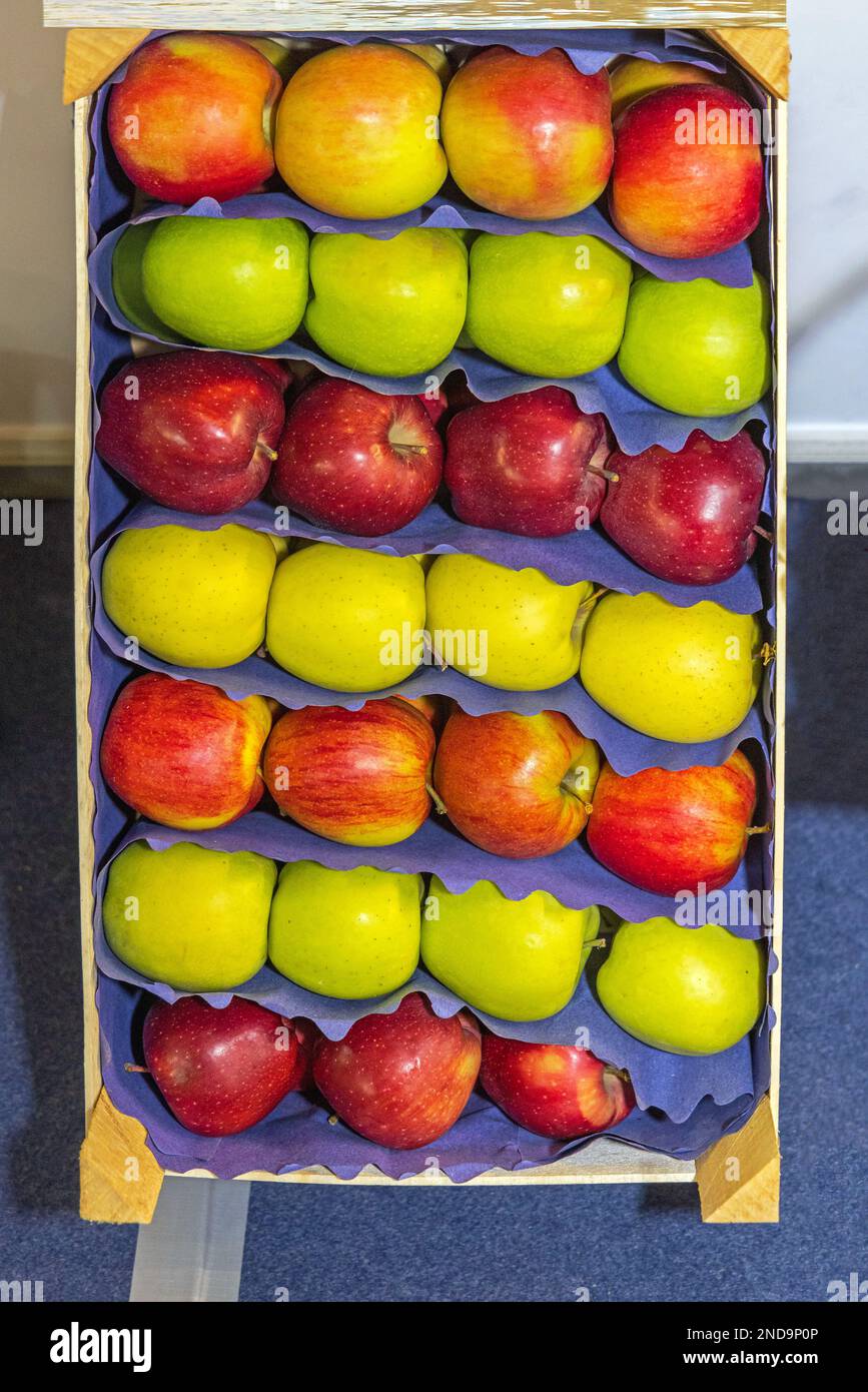 Colourful Selection of Apples Fruits Mix in Wooden Crate Stock Photo