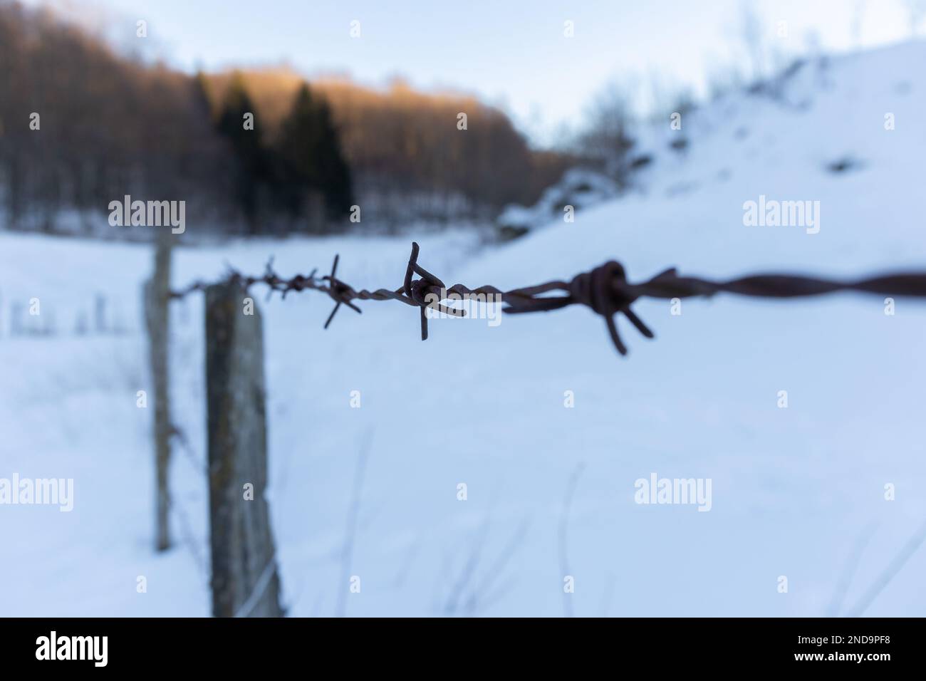 Contemplating Winter: The Beauty of Barbed Wire Against the Snow Stock Photo