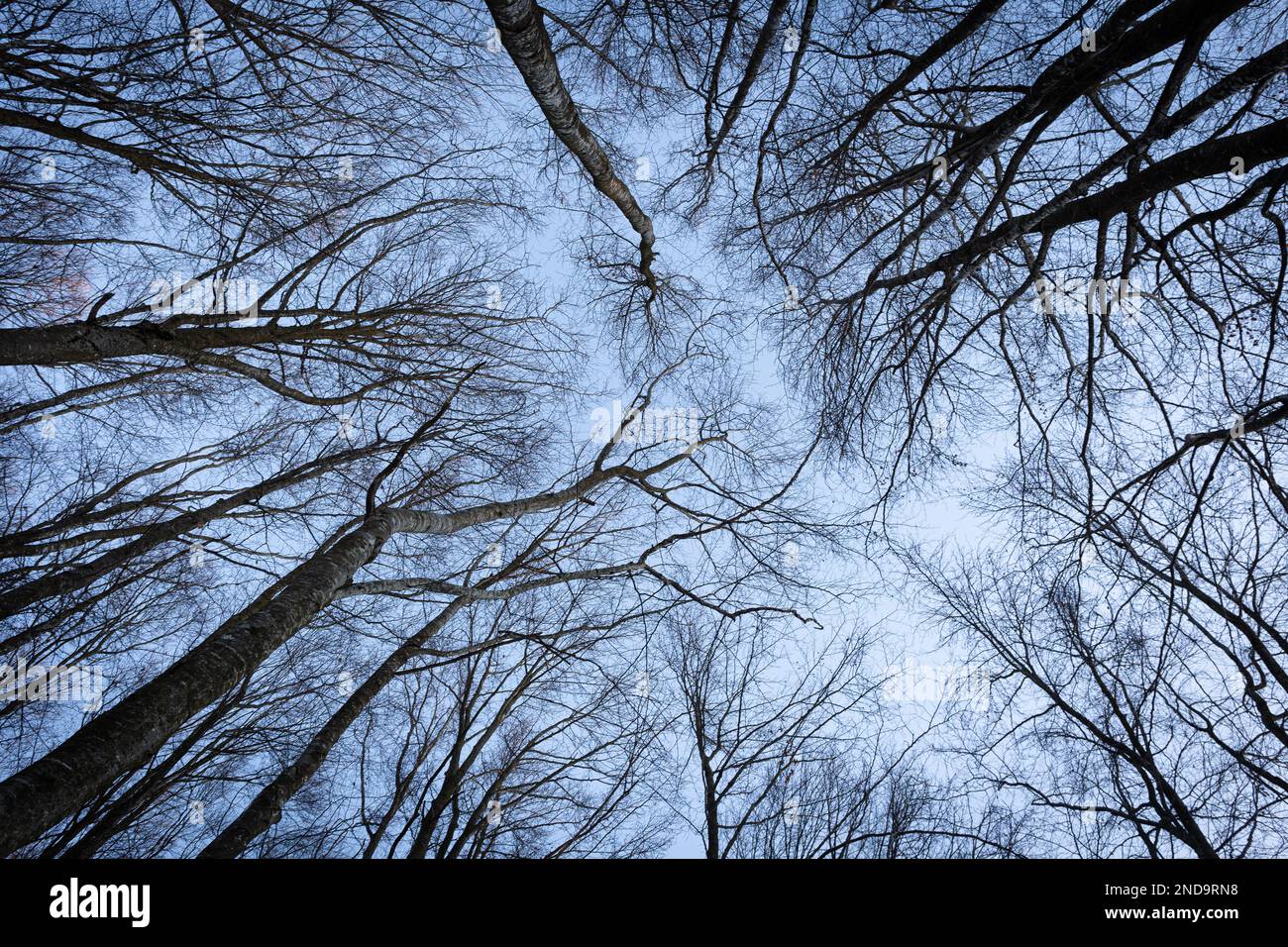 frosty tree branches against blue sky in winter Stock Photo
