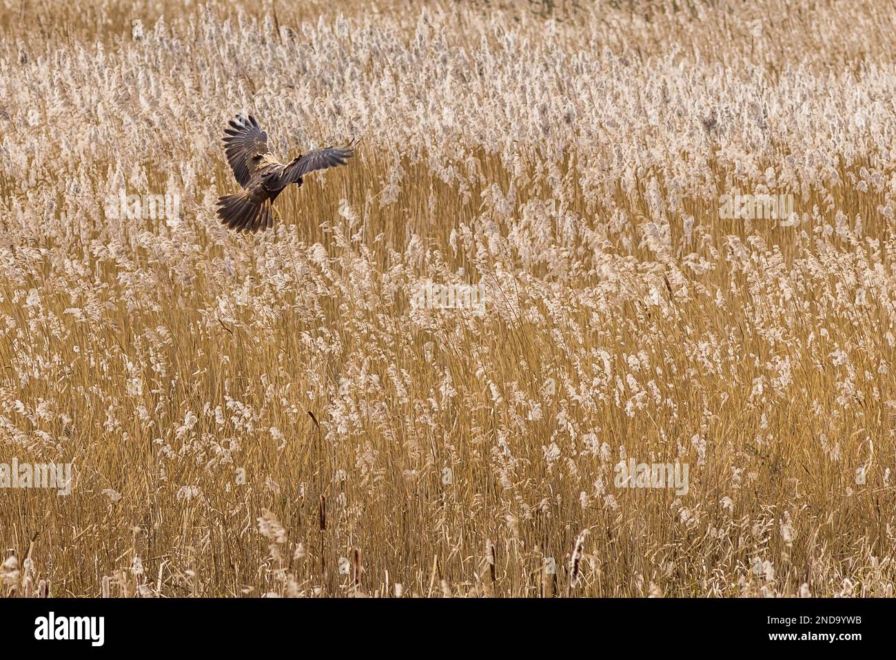 Marsh harrier (Circus aeruginosus) in flight looking for a meal Stock Photo