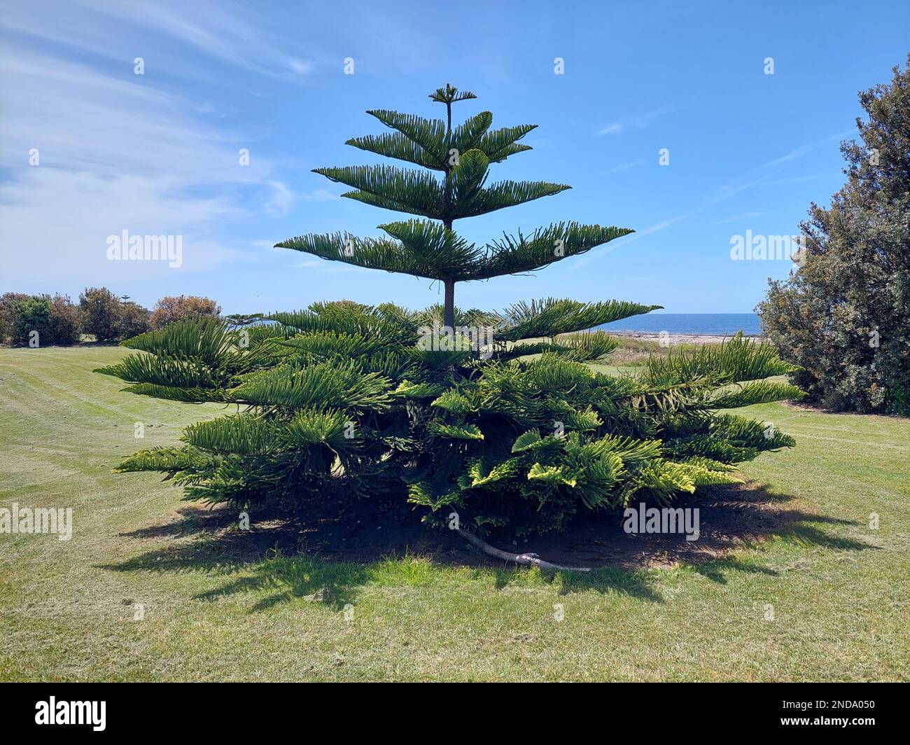 Norfolk Island Pine (Araucaria heterophylla, Araucaria excelsa), ornamental  tree on street side, Stock Photo, Picture And Rights Managed Image. Pic.  BWI-BS303950