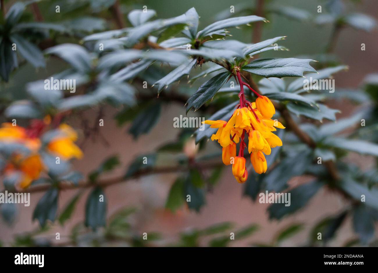 Belfast, Northern Ireland, UK, 15 Feb 2023. UK weather – another grey dull day with a cool breeze. An oragne flowerhead stands out on a dull grey winter day.  Darwin’s barberry  shrub. (Berberis darwinii). Credit: David Hunter/Alamy Live News. Stock Photo