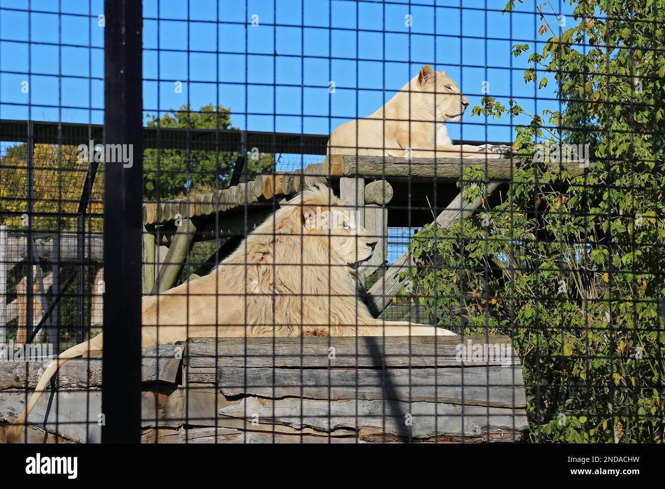 lion-and-lioness-panthera-leo-big-cat-sanctuary-headcorn-road