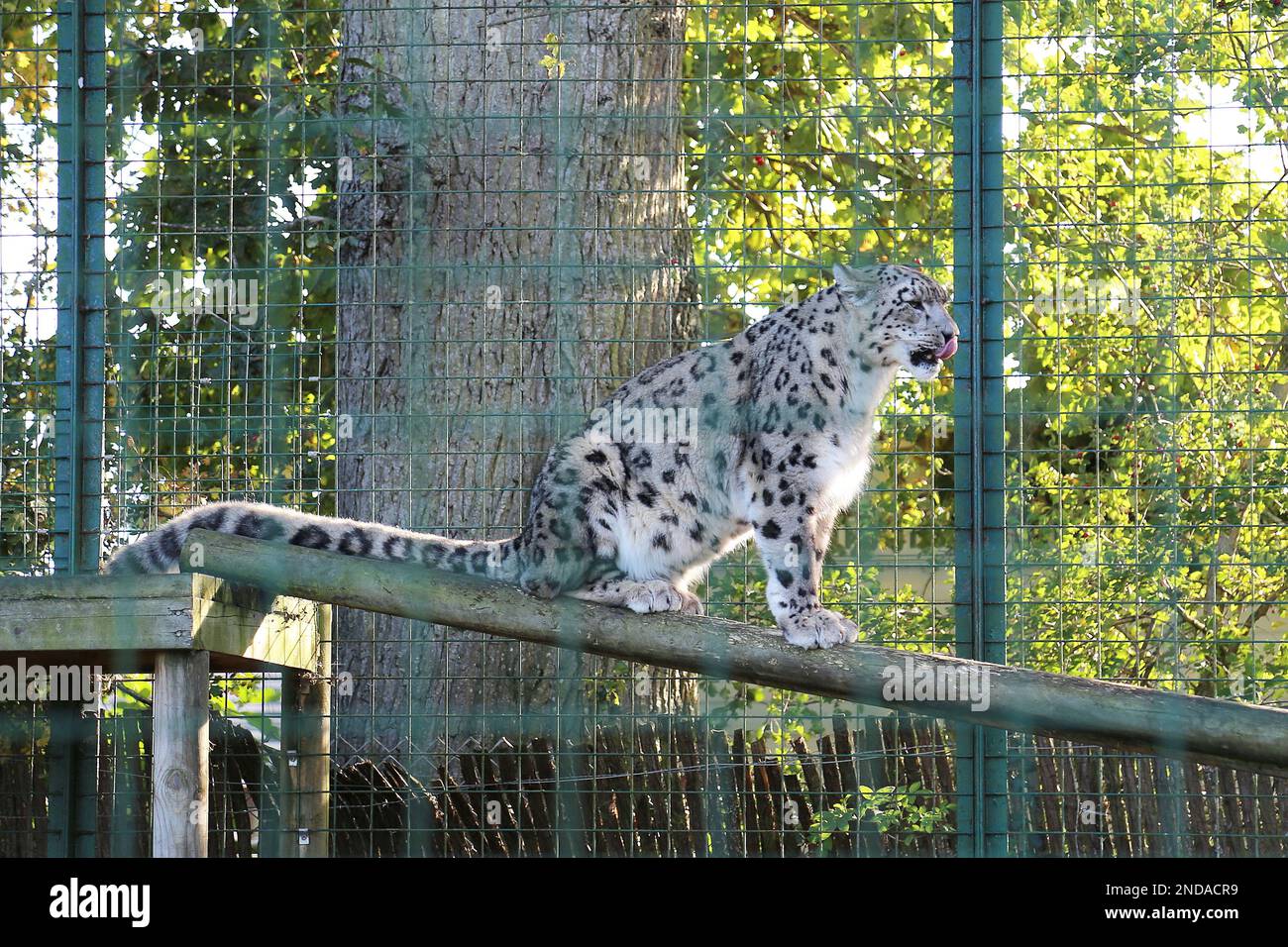 'Shen', Snow Leopard (Panthera uncia), Big Cat Sanctuary, Headcorn Road
