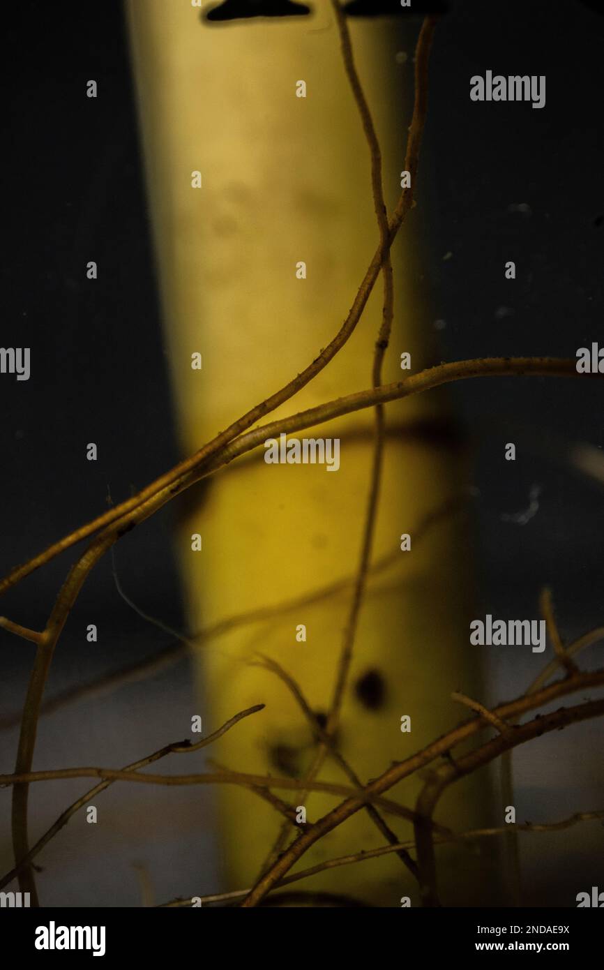 Part of the stem hi-res stock photography and images - Alamy