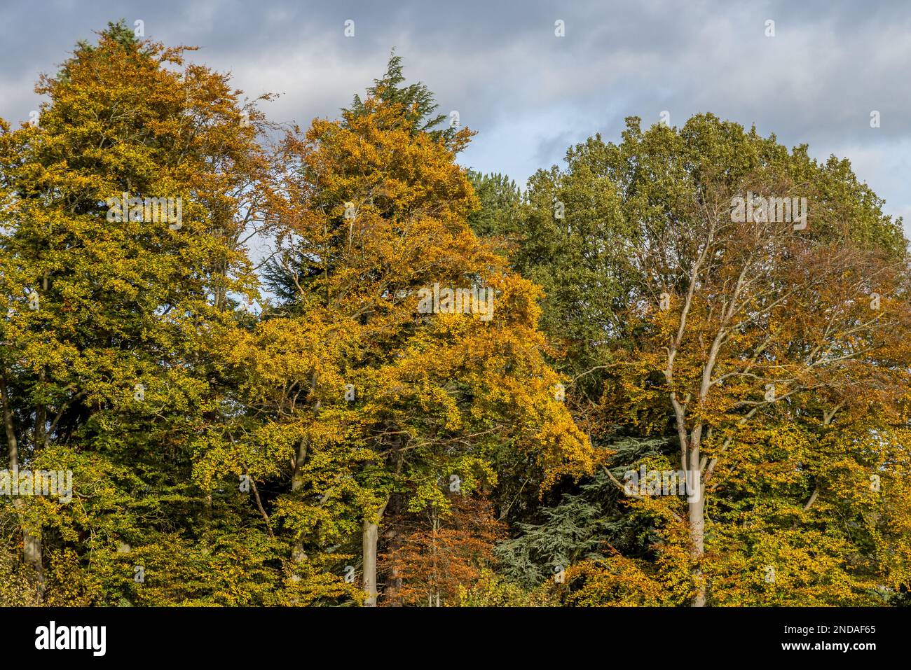 Autumn , trees starting to turn yellow in early Autumn Stock Photo