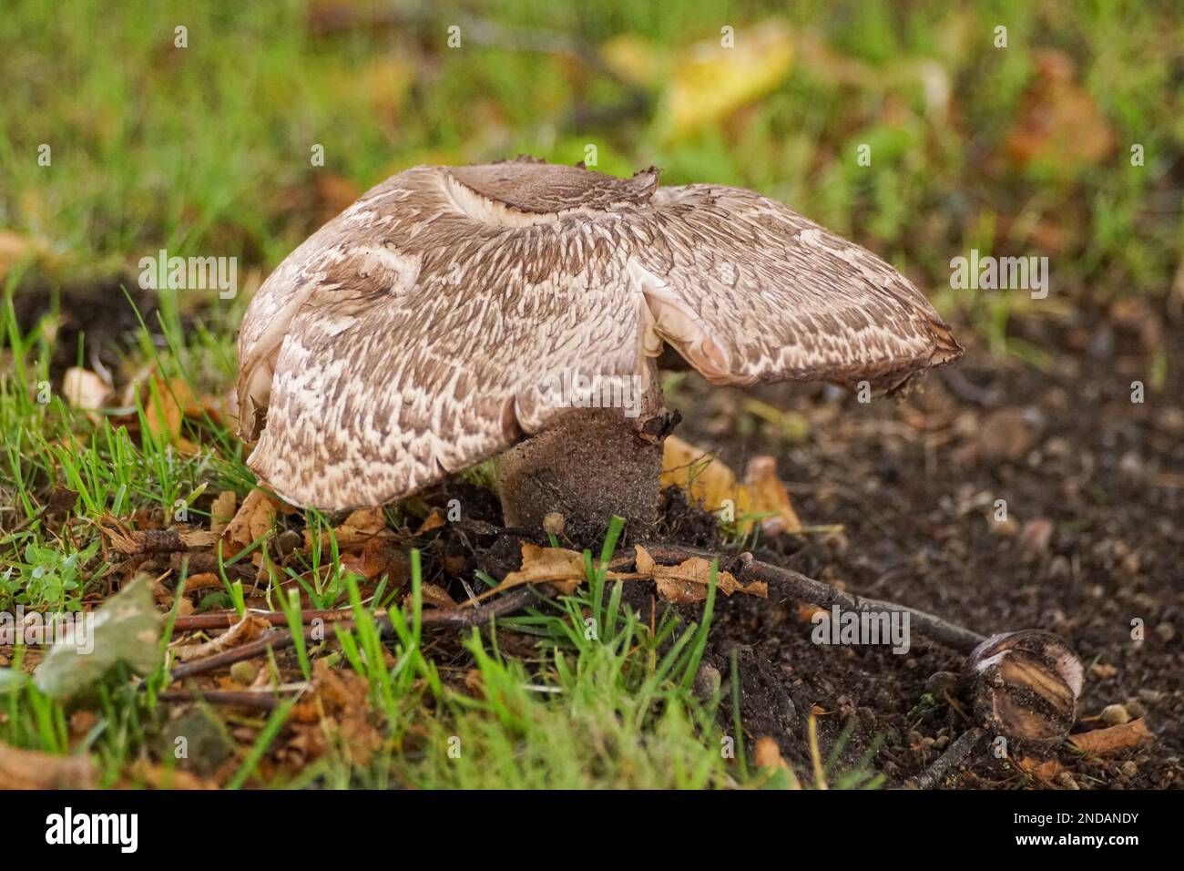 Close up of mushroom growing on field Stock Photo
