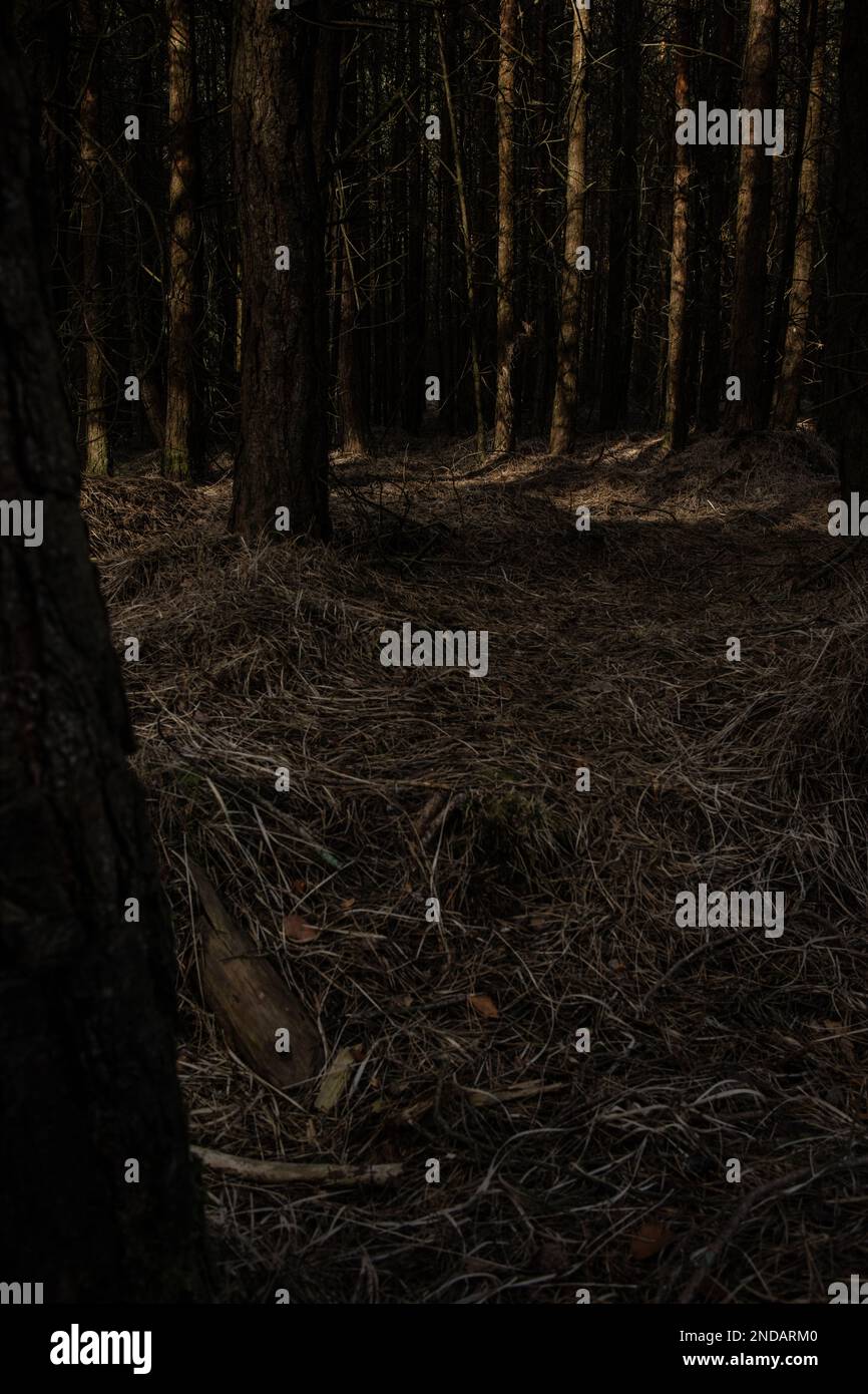 Tree trees woods forest hi-res stock photography and images - Alamy