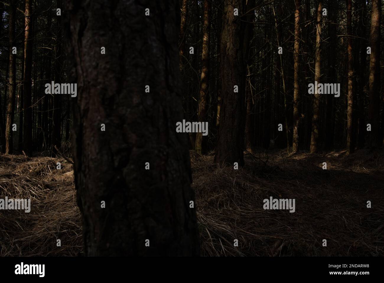 Tree trees woods forest hi-res stock photography and images - Alamy
