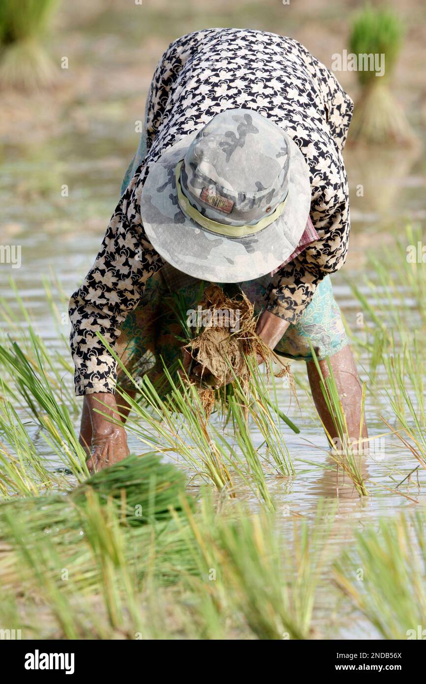 A Local Cambodian villager plants rice in a farm field during the rainy ...