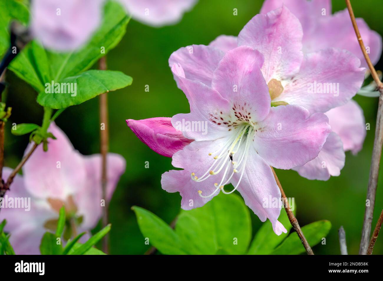 Forest azalea hi-res stock photography and images - Alamy