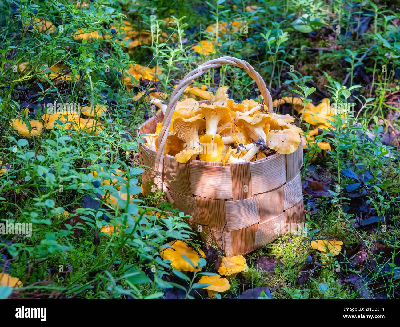 chanterelle Stock Photo