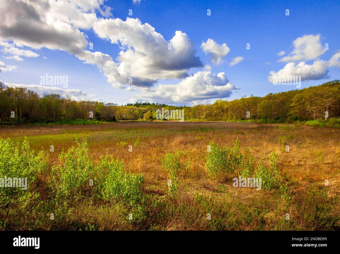A freashwater marsh in the former lake of of Sunset Lake along Mill ...