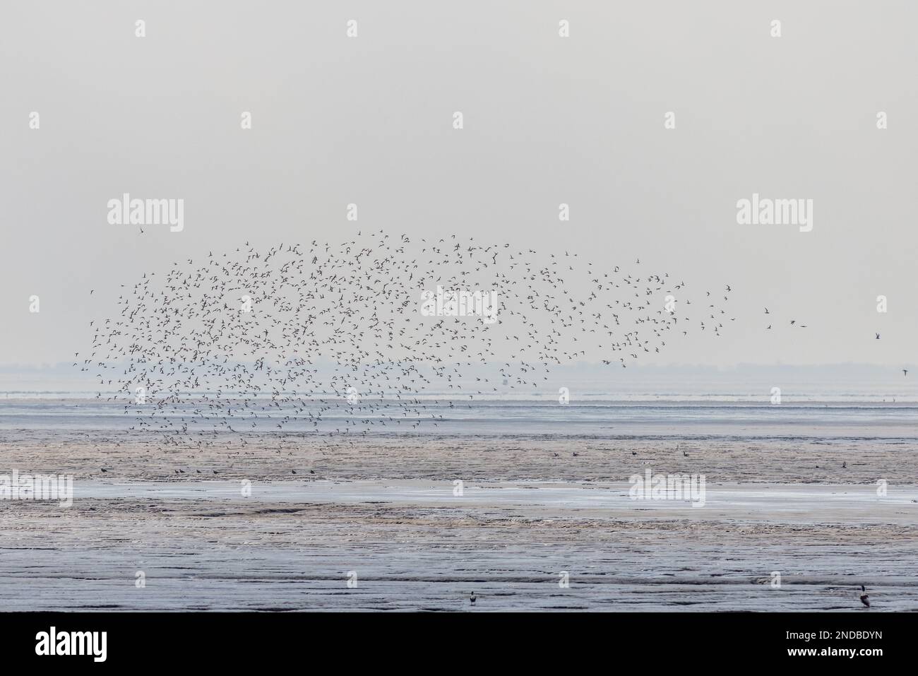 knot in flight over a beach Stock Photo - Alamy