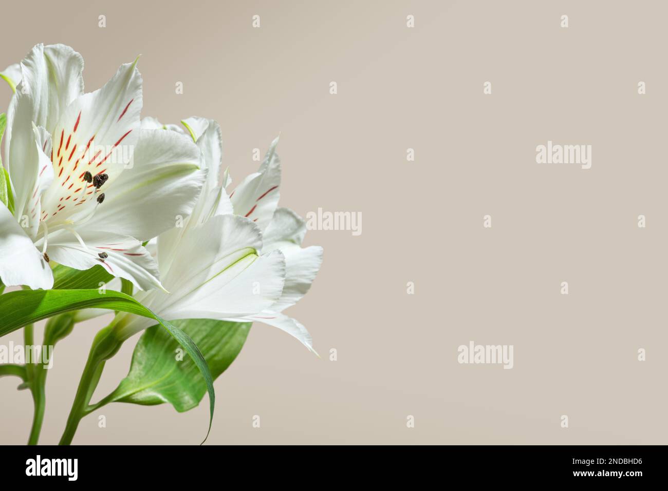 colorful alstroemeria flowers on a beige background Stock Photo