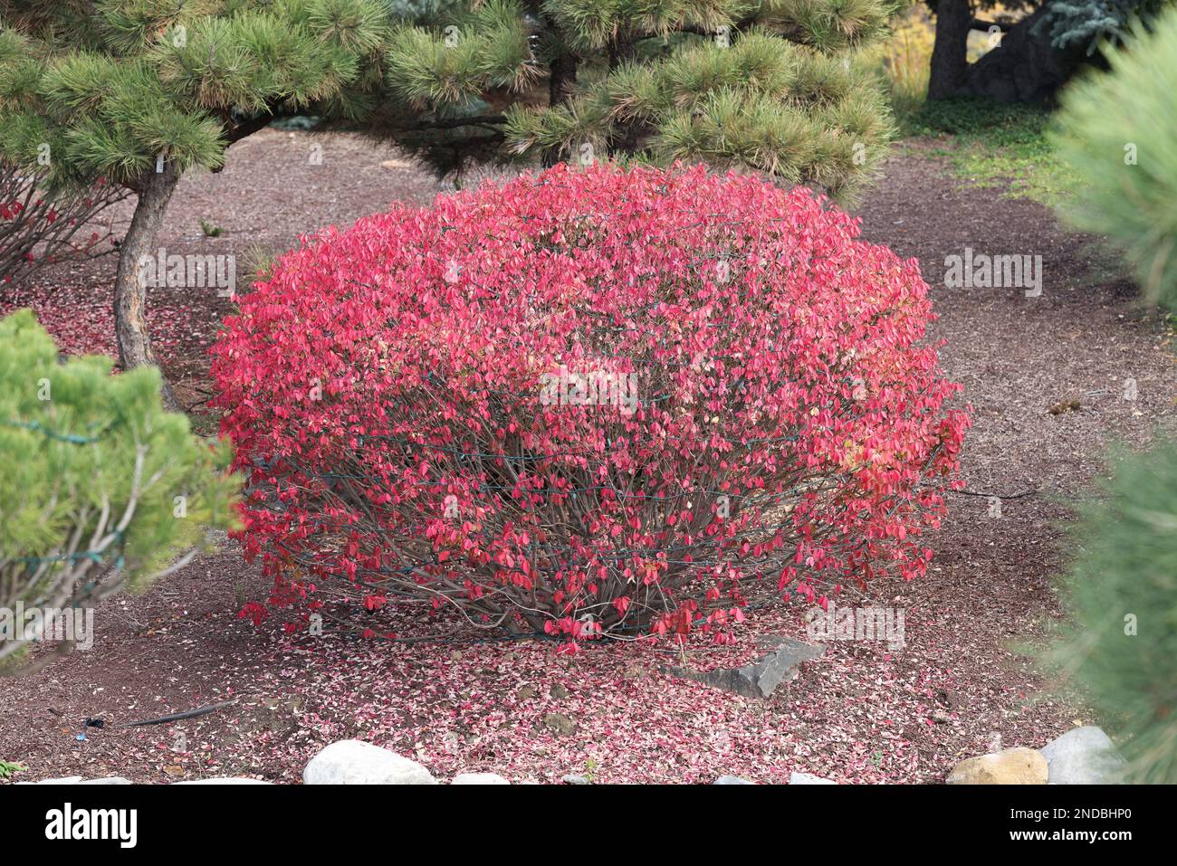 The Euonymus alatus, known variously as winged spindle, winged euonymus, or burning bush Stock Photo