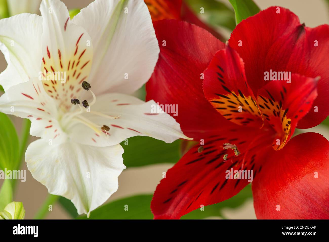 colorful alstroemeria flowers on a beige background Stock Photo