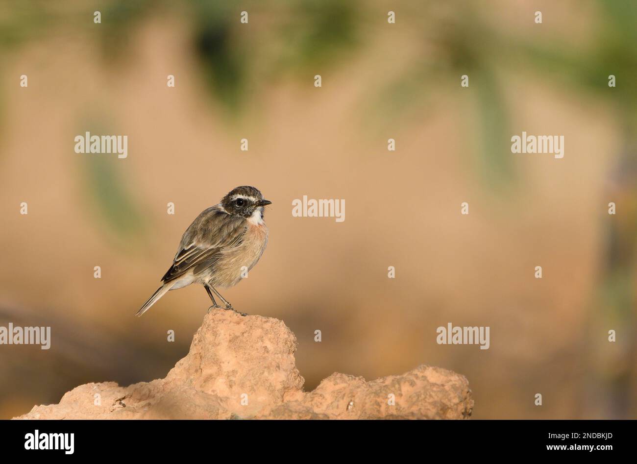 Close-up of a Canary stonechat in Fuerteventura Stock Photo