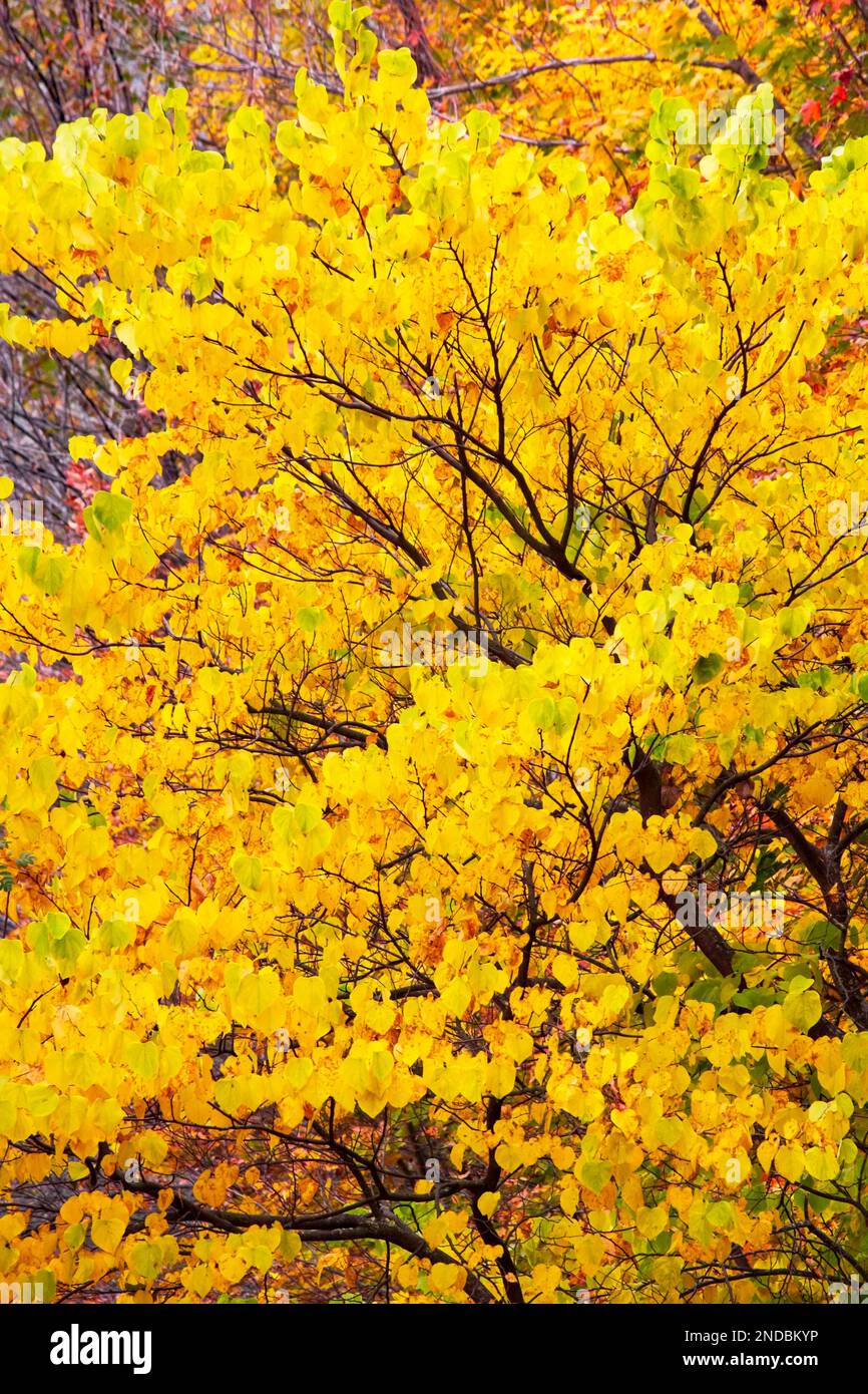 Eastern Redbud with autumn foliage in Pennsylvania's Pocono Mountain ...