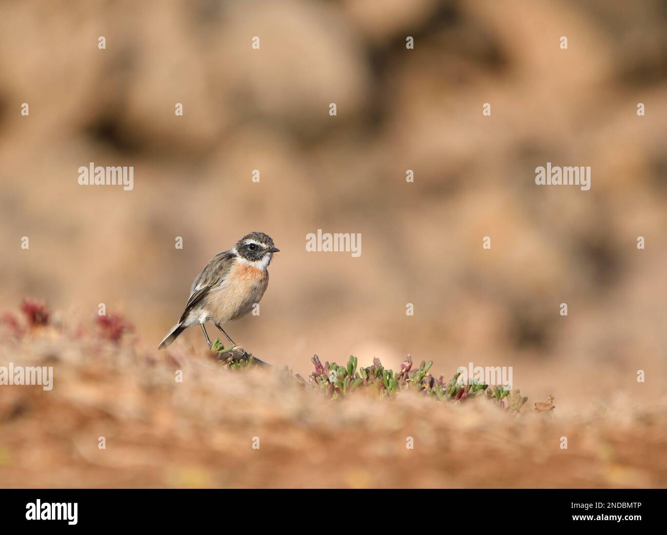 Close-up of a Canary stonechat in Fuerteventura Stock Photo