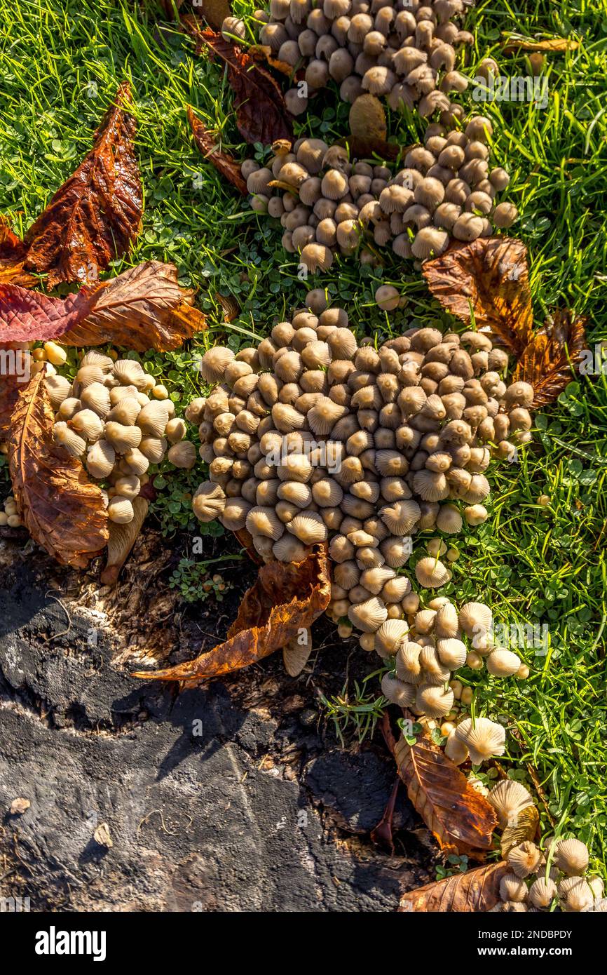 wild mushrooms growing near a tree stump Stock Photo - Alamy