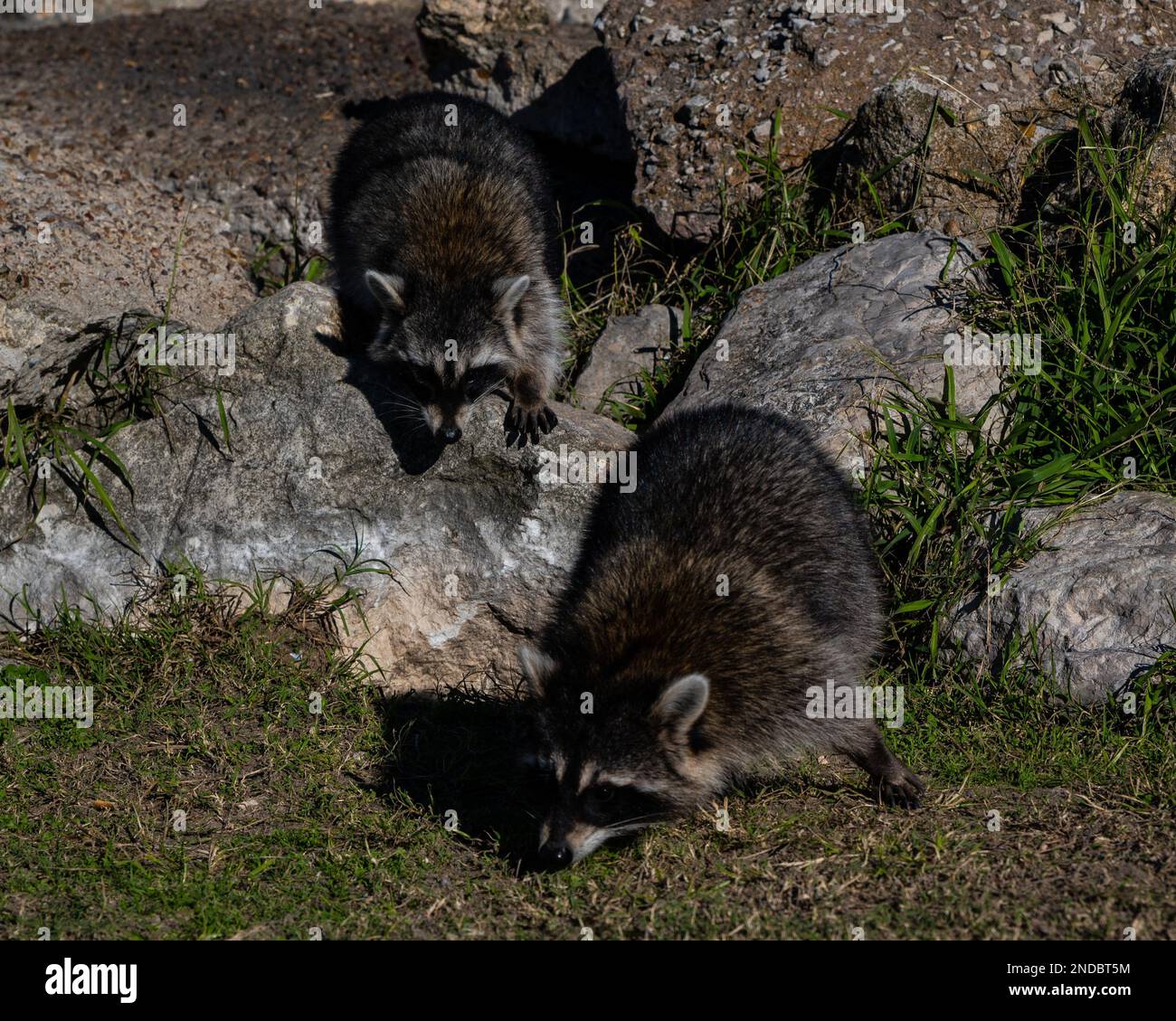 The two raccoons in their natural habitat Stock Photo - Alamy