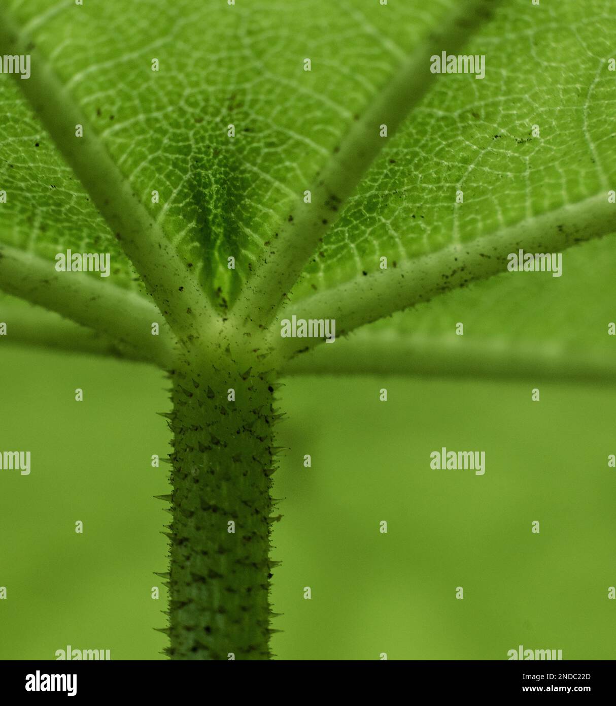Details of the underside of a green leaf Stock Photo Alamy