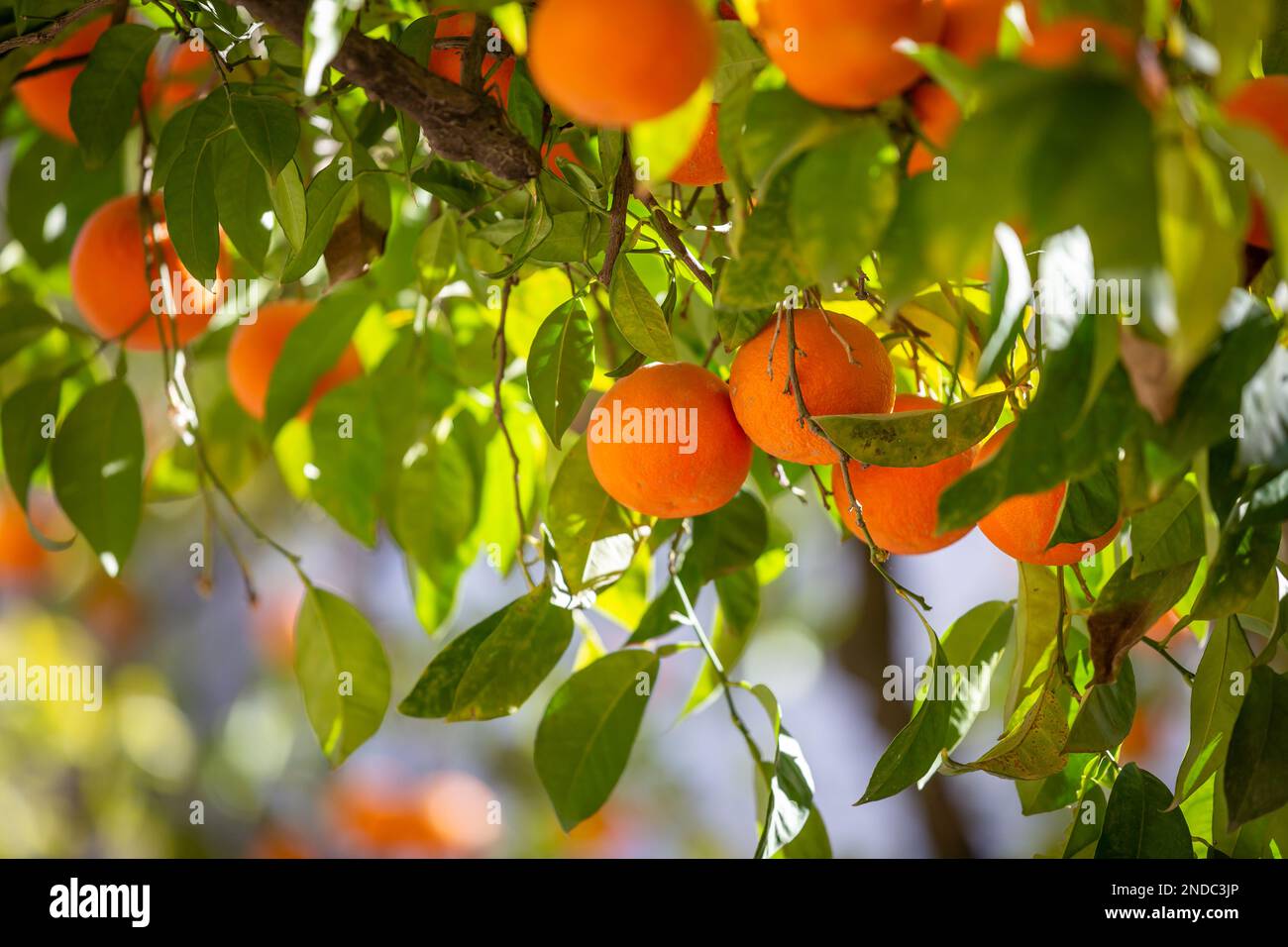 Oranges growing on a tree in the Spanish city of Seville Stock Photo