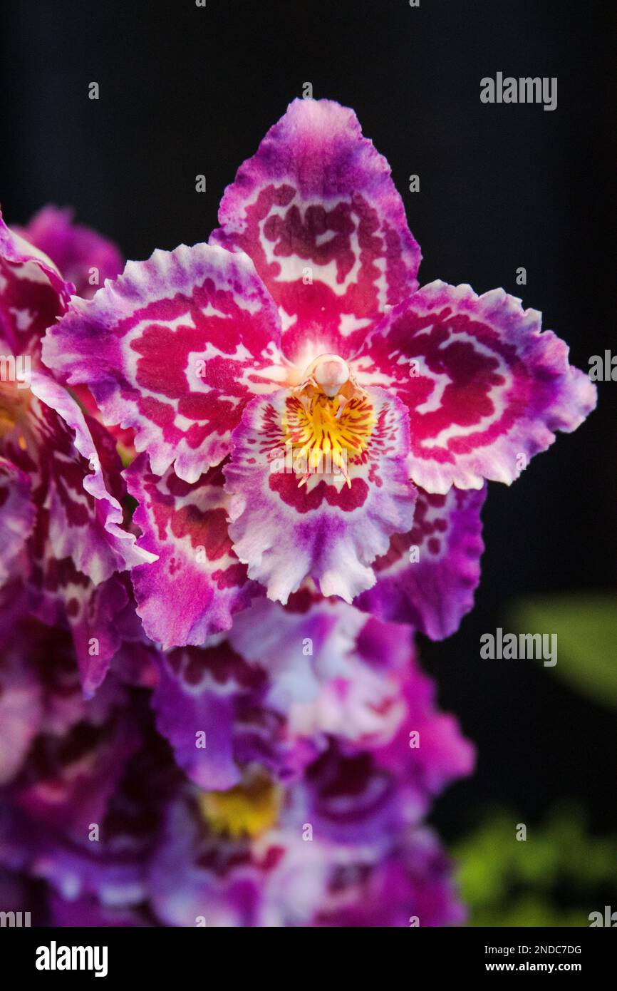 A selective focus of pink Odontoglossum (orchid) against a black background Stock Photo