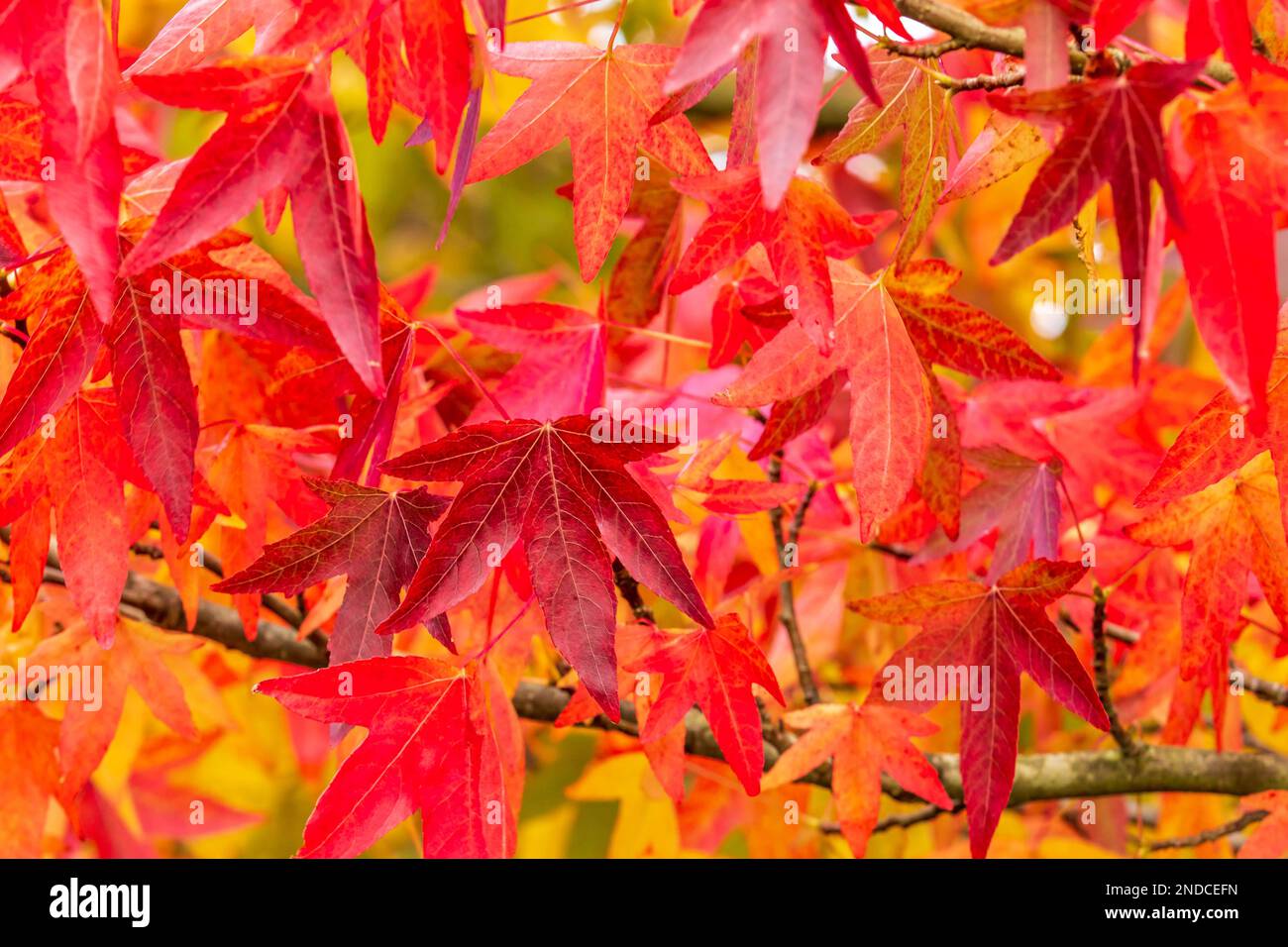 Japanese acer tree hi-res stock photography and images - Alamy
