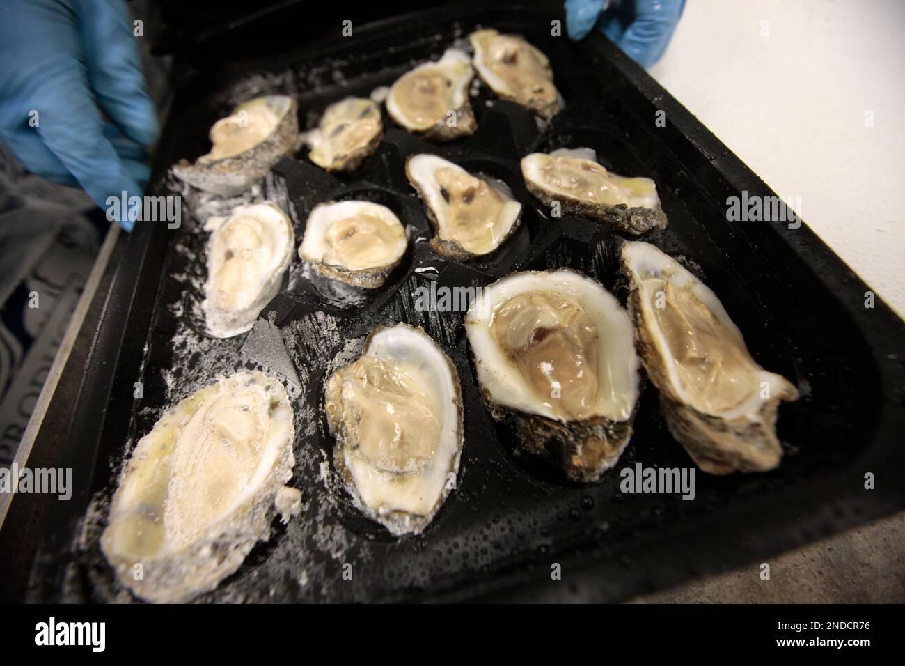 Flash frozen oysters are prepared for packaging Monday, July 19, 2010