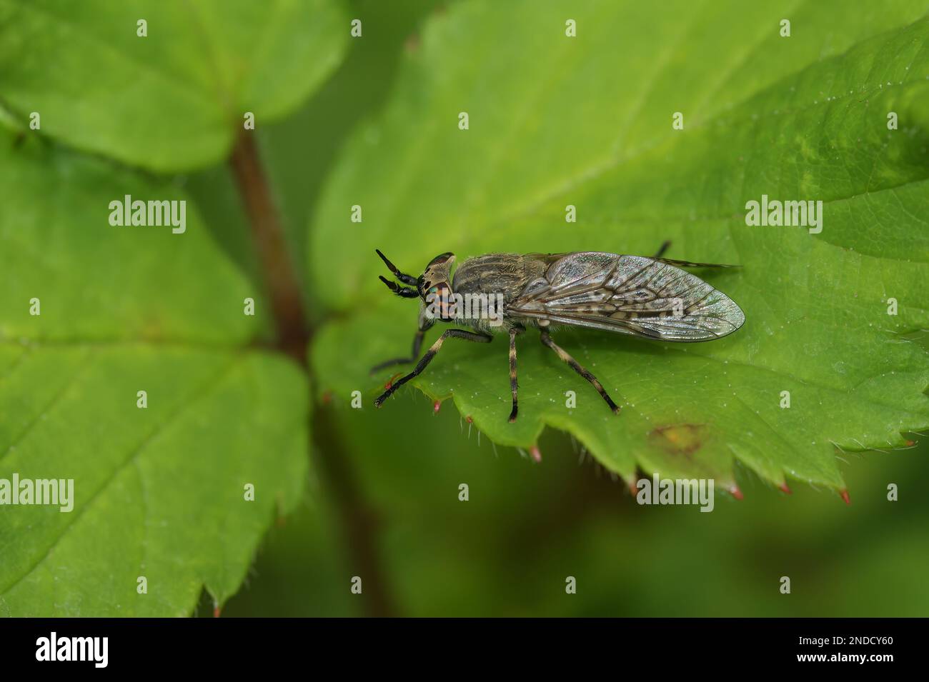 Natural closeup on a common horsefly or cleg fly, haematopota pluvialis a blood sucking