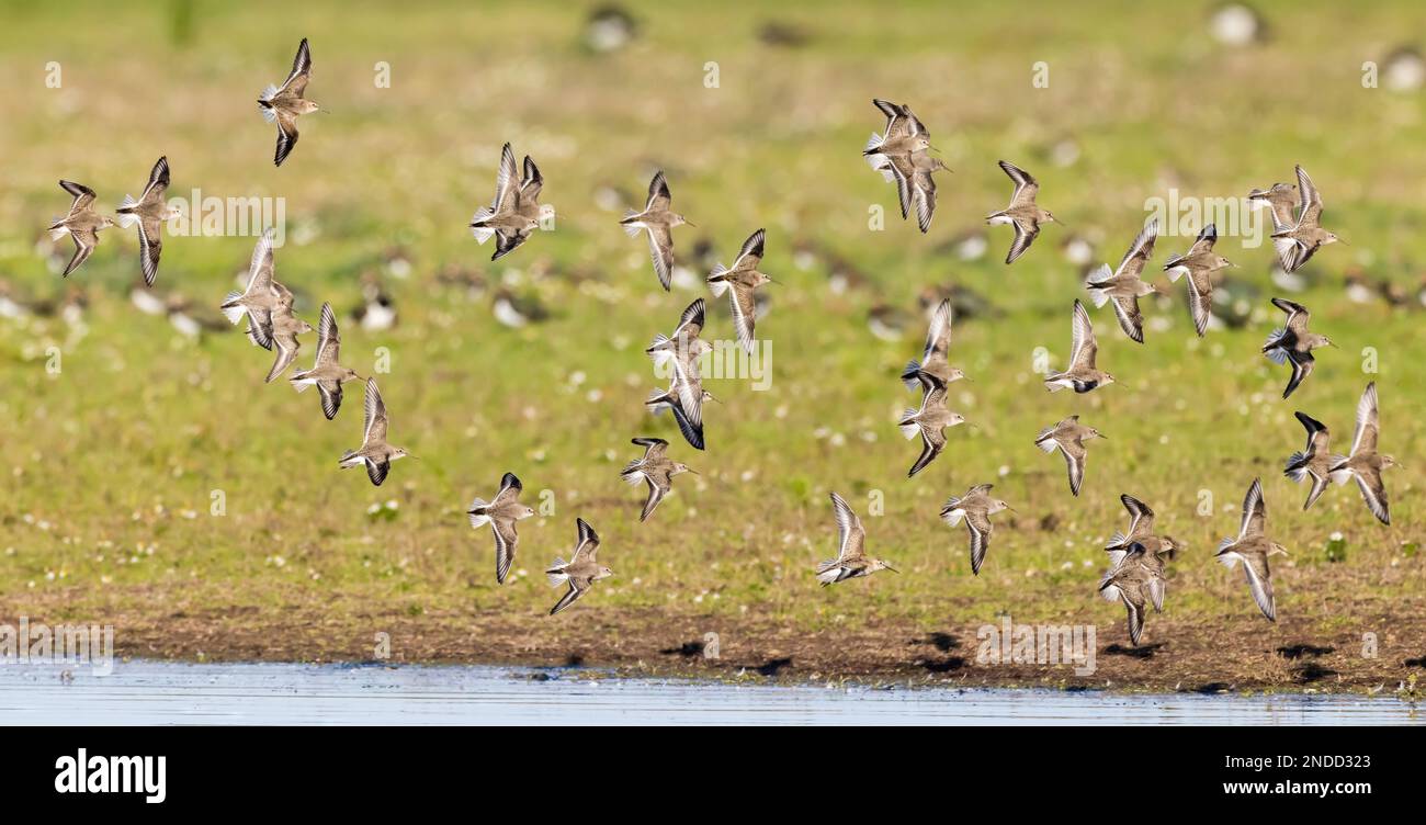 Dunlin flock in flight Stock Photo