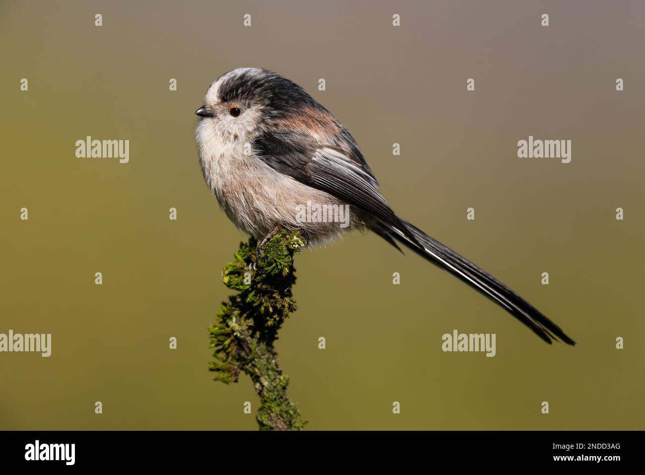 Long-tailed Tit perched on a mossy twig Stock Photo