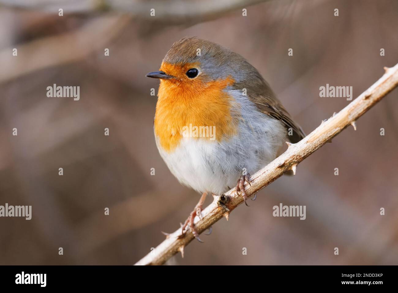A winter Robin in a hedgerow Stock Photo
